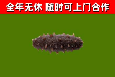 定远县回收海参干